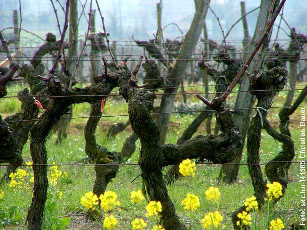 Deutscher Weisswein - Seine Majestät König Riesling