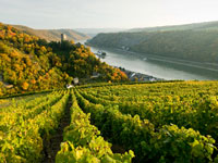 Der Anteil vom Weissweinanbau an der Mosel beträgt 91 Prozent.