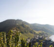 Weinreisen an die Mosel: Weißwein auf Platz 1 Weinreise an die Mosel: Weisswein auf Platz 1