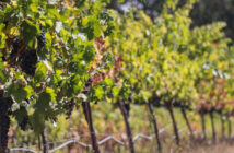 Amerikanischer Wein: Diese Weißweine aus Kalifornien sollte man probiert haben