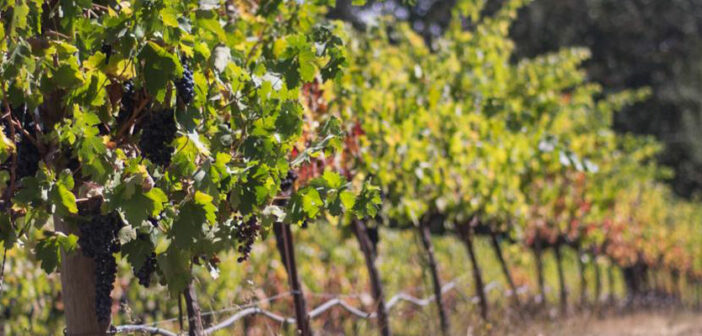 Amerikanischer Wein: Diese Weißweine aus Kalifornien sollte man probiert haben