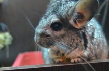 Die Maus im Vogelhaus: Meine Erlebnisse mit "Felix" und "Artur" am frühen Morgen oder was einem blühen kann, wenn man zu früh in die Redaktion kommt.