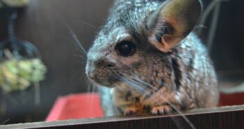 Die Maus im Vogelhaus: Meine Erlebnisse mit "Felix" und "Artur" am frühen Morgen oder was einem blühen kann, wenn man zu früh in die Redaktion kommt.