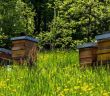 Kulinarische Vielfalt: Entdecken Sie Wein, Grünkern und Bienenprodukte im "Lieblichen (Foto: AdobeStock - Anna 433409810)