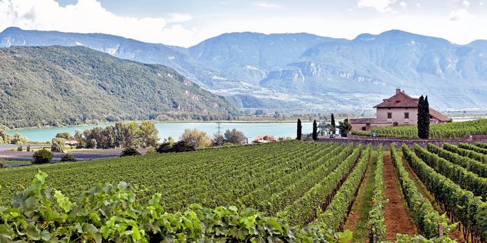 Südtirol ist bekannt für seinen Gewürztraminer, insgesamt werden hier etwa 20 Rebsorten angebaut. (Foto: AdobeStock - 102707  frangipani.s)
