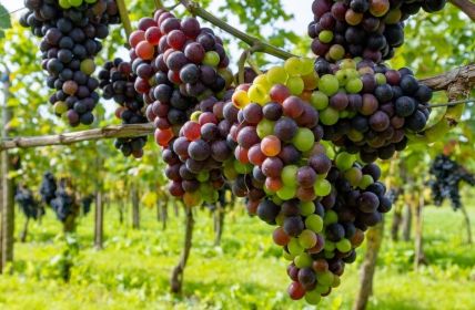 Weinjahrgang 2023: Eine Herausforderung, aber auch ein (Foto: AdobeStock - barmalini 645502165)