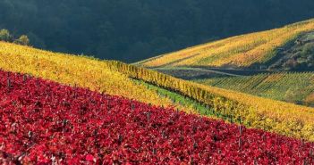 Vielfalt an exzellenten Weinen und regionalen Speisen lockt (Foto: AdobeStock - kathomenden 390656012)