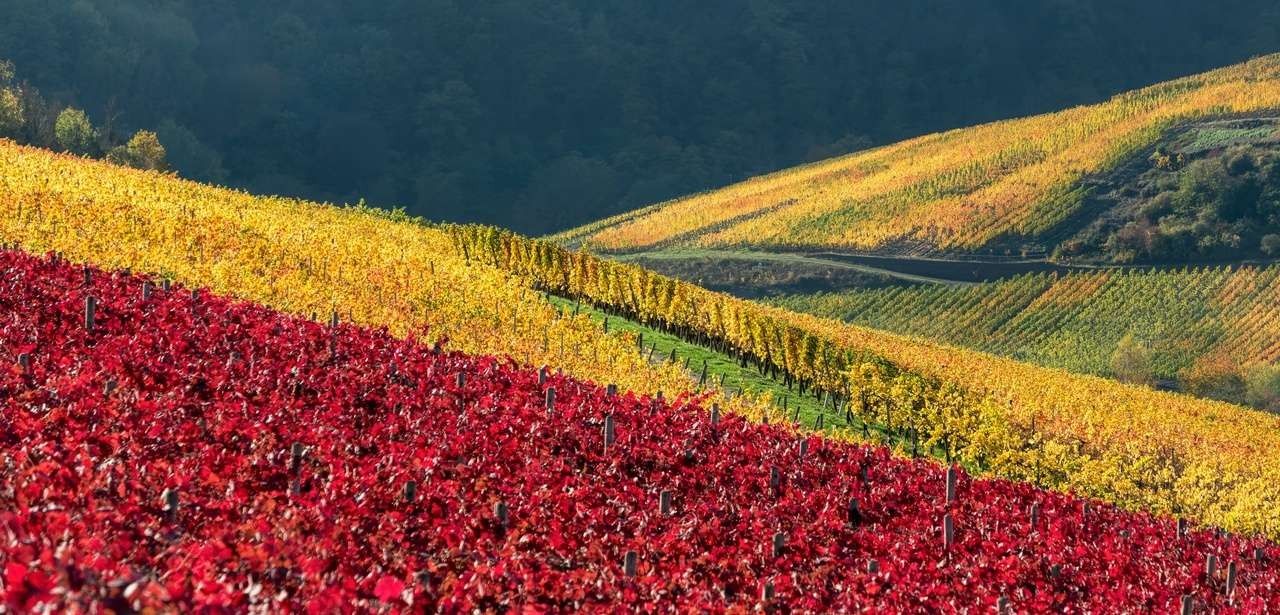 Proklamation der neuen Weinmajestäten als besonderes Highlight