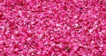 Rosenfest in El-Kelaa MGouna verknüpft Tradition, Kultur und (Foto: AdobeStock - alessandro0770 - 378190278)